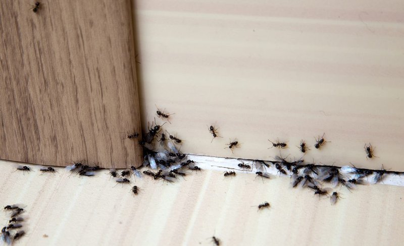 Repairing Interior Door Hardware After Pest Infestation (E.G., Ants In Mechanism)