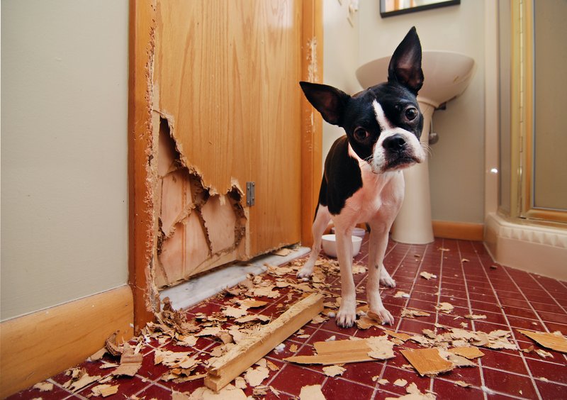 Repairing Interior Door Hardware Damaged By Pet Play